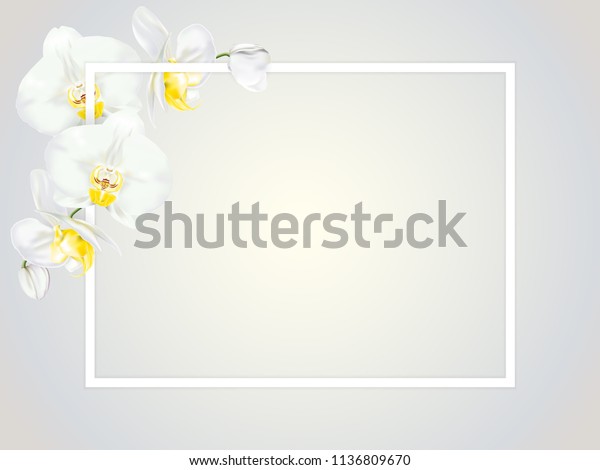 ヤシやヒラシとして知られる熱帯のランの花の一枝で 白い枠の付いた黄色い中央に花が咲く ベクター画像のリアルなイラストレータ のベクター画像素材 ロイヤリティフリー