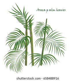 Branch tropical palm areca leaves. realistic drawing in flat color style. isolated on white background.. Vector illustration