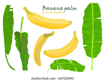 Branch tropical palm banana leaves and fruits. realistic drawing in flat color style, isolated on white background. Vector illustration