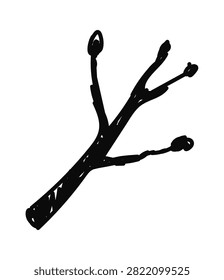 Branch twig with buds in rough hand-drawn strokes, uneven bark texture and split offshoots. Symbol of nature, growth, rustic wood, and wilderness. Cartoon vector illustration.
