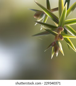 Branch twig Juniperus oxycedrus cade with needles, spider web on blur backdrop, space for test template design - vector