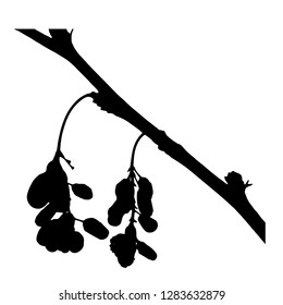 A branch with two berries of barberry. Vector isolated illustration. Winter. Autumn. Postcard. Black color.