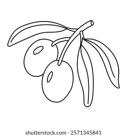 branch with two olives and leaves in the outline. An isolated illustration. A natural product. An environmentally friendly product with olive oil content. A symbol of a natural product. For coloring