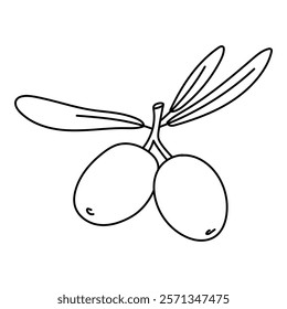 branch with two olives and leaves in the outline. An isolated illustration. An environmentally friendly product with olive oil content. A symbol of a natural product. Contrasting outline for coloring