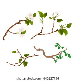 Branch various Sprigs twig apple tree and bush vintage hand draw vector illustration 