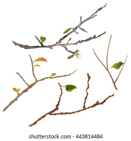 Branch various tree and bush vector illustration 