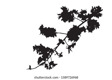 Branch. Vector image. White background.