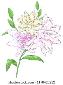 A branch of vector lilies in soft colors