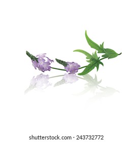 Branch of vervain (Verbena officinalis)