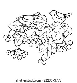 A branch of viburnum with berries and leaves and a pair of birds drawn with a black line.Winter graphic drawing isolated on a white background.Vector hand drawn illustration.Natural coloring book.