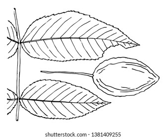 A branch of Walnut tree, vintage line drawing or engraving illustration.