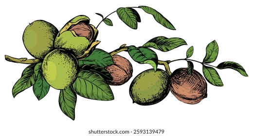 Branch of walnuts drawn horizontally. Vector illustration in color engraving technique. Ingredient for nut paste, oil, liqueur. For packaging design. Linear ink drawing.