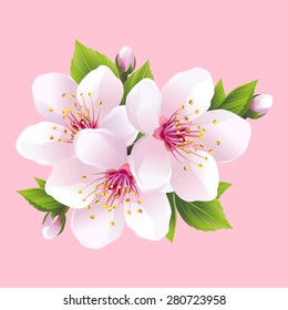 Branch of white blossoming sakura - japanese cherry tree. Beautiful pink cherry blossom, isolated on pink background. Stylish floral spring wallpaper. Greeting or invitation card. Vector illustration