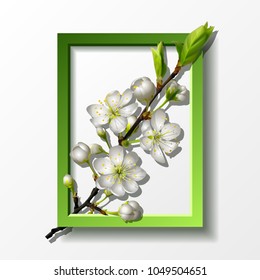 Branch of white cherry flowers in green rectangle frame isolated on white background for spring greeting card, banner, wallpaper or poster. Spring is coming concept. Vector illustration
