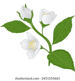 Branch of white jasmine flowers on a stem with leaves