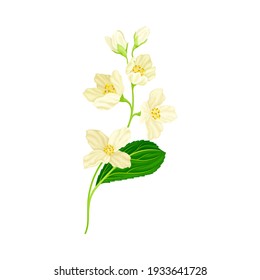 Branch of White Jasmine Fragrant Flowers on Stem with Green Leaves Closeup View Vector Illustration
