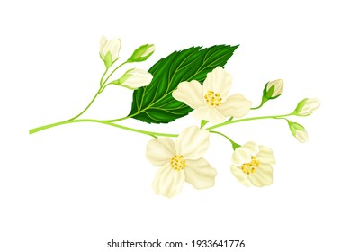 Branch of White Jasmine Fragrant Flowers on Stem with Green Leaves Closeup View Vector Illustration