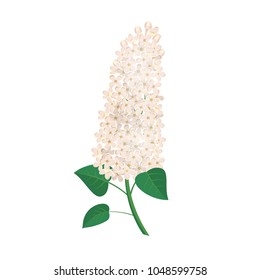 Branch of white lilac flowers. Vector illustration.