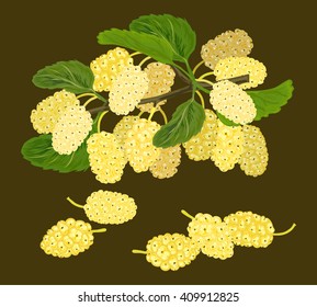 Branch Of White Mulberry,