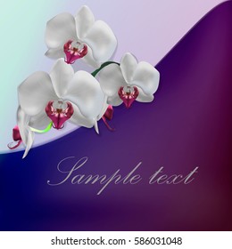 branch of white orchids. Vector illustration