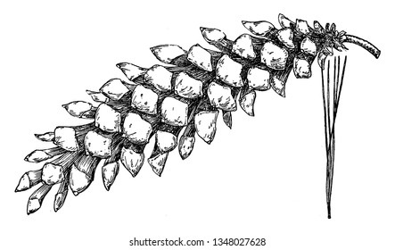 It is the branch of White Pine tree. It starts with small edge. Edge is surrounded by small leaves. it has small part of branches, vintage line drawing or engraving illustration.