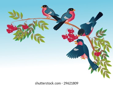 Branch of wild ash with berries which bullfinchs sit on