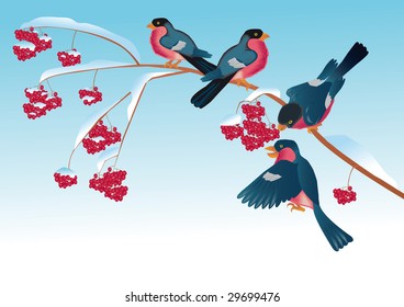 Branch of wild ash with berries which bullfinchs sit on