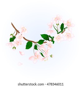 Branch wild Cherry natural background vector illustration