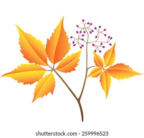 The branch of wild grapes. Vector on a white background.
