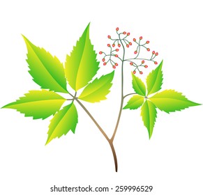 The branch of wild grapes. Vector on a white background.
