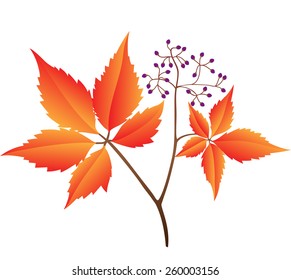 	The branch of wild grapes. Vector on a white background.
