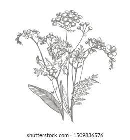 Branch of wild plant Forget-me-not and Tansy. Vintage engraved illustration. Bouquet of hand drawn flowers and herbs. Botanical plant illustration