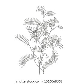 Branch of wild plant Vicia cracca. Tufted Vetch or Vicia cracca, vintage engraved illustration. Bouquet of hand drawn flowers and herbs. Botanical plant illustration