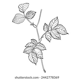 Branch of wild rose with leaves. Vector hand drawn floral illustration of rose hip leaf in line art style. Sketch in black and white colors on isolated background. Botanical contour drawing for logo 