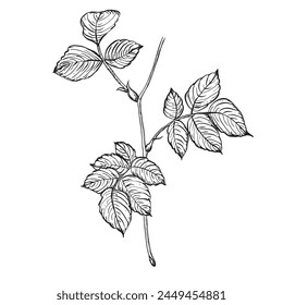 Branch of wild rose with leaves. Vector hand drawn floral illustration of rose hip leaf in outline style. Sketch in black and white colors on isolated background. Botanical contour drawing for logo 