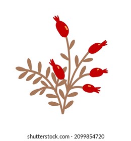 branch of wild rose vector image on white background