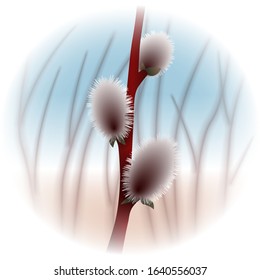 Branch of willow with fluffy flowers. Vector illustration