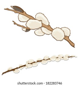 Branch of willow isolated on white backgrownd. Vector illustration