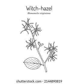 Branch Of A Witch Hazel, Hamamelis Virginiana, Medicinal Plant. Hand Drawn Botanical Vector Illustration