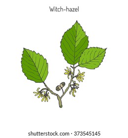 Branch Of A Witch Hazel, Medicinal Plant Hamamelis. Vector Illustration