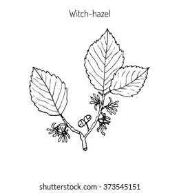 Branch Of A Witch Hazel, Medicinal Plant Hamamelis. Vector Illustration