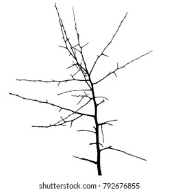 Branch without leaves. silhouette. Vector illustration, graphic on white background. 