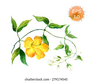 Branch of yellow bindweed. Watercolor vector 