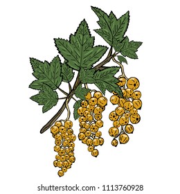 Branch of a yellow currant with green leaves. Vector illustration on white background.