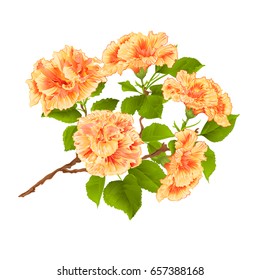 Branch yellow hibiscus tropical flowers  on a white background vintage  vector botanical illustration hand draw