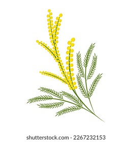 Zweig der gelben Mimosa. Frühlingsblume. Gartenpflanze. Vektorgrafik
