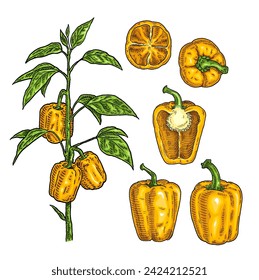 Rama de pimiento amarillo dulce planta con hoja. Vintage vector grabado color dibujado a mano ilustración aislado sobre fondo blanco