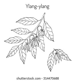 Branch of ylang-ylang with flowers, vector illustration
