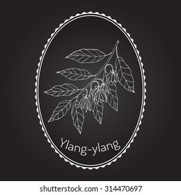 Branch of ylang-ylang with flowers, vector illustration