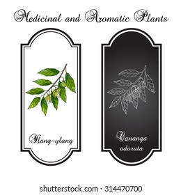 Branch of ylang-ylang with flowers, vector illustration